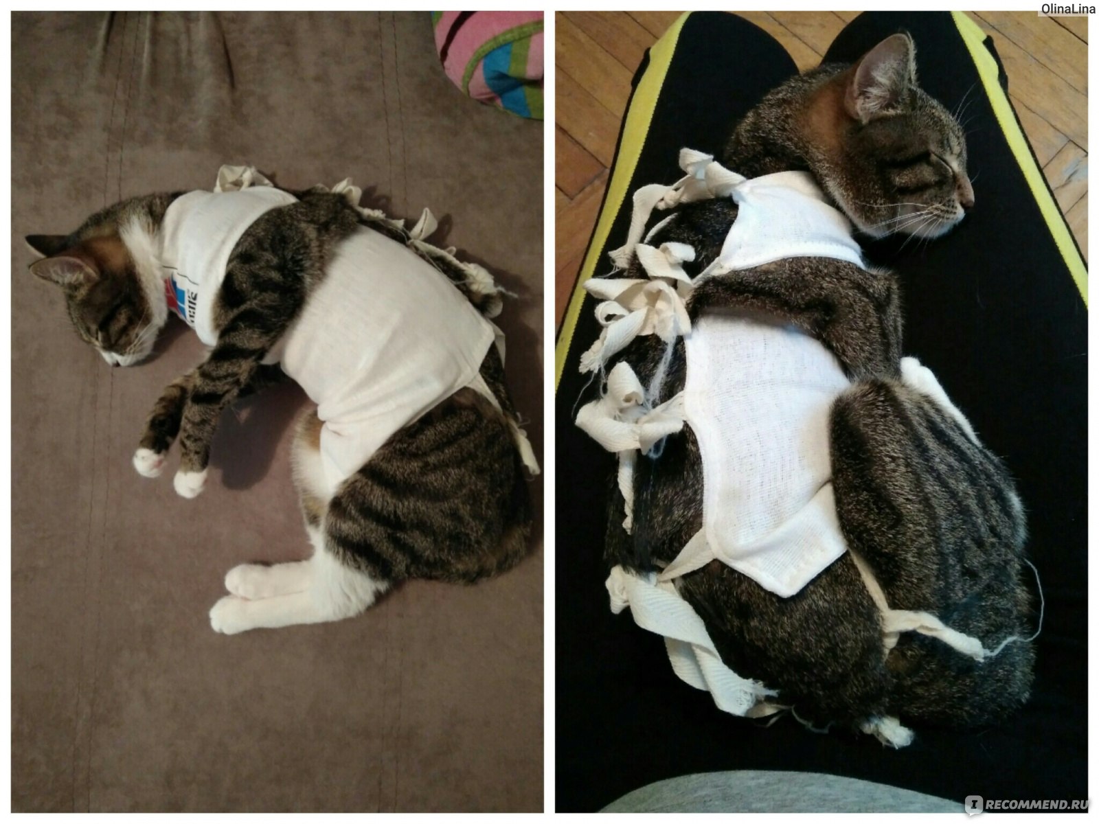 Кошке после операции одевают. Бандаж для кошки. Попонка для кошки. Послеоперационная повязка для кошек.