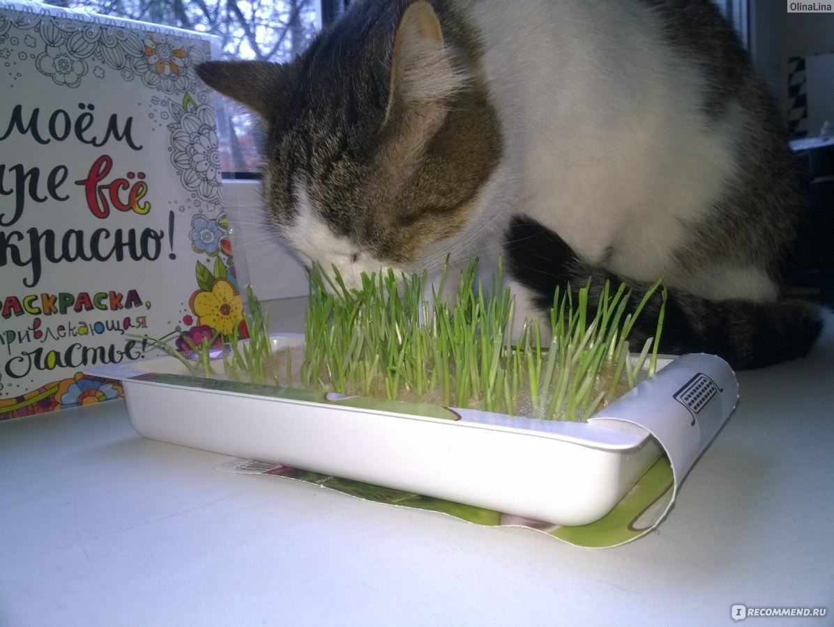 Рассада травы для кошек