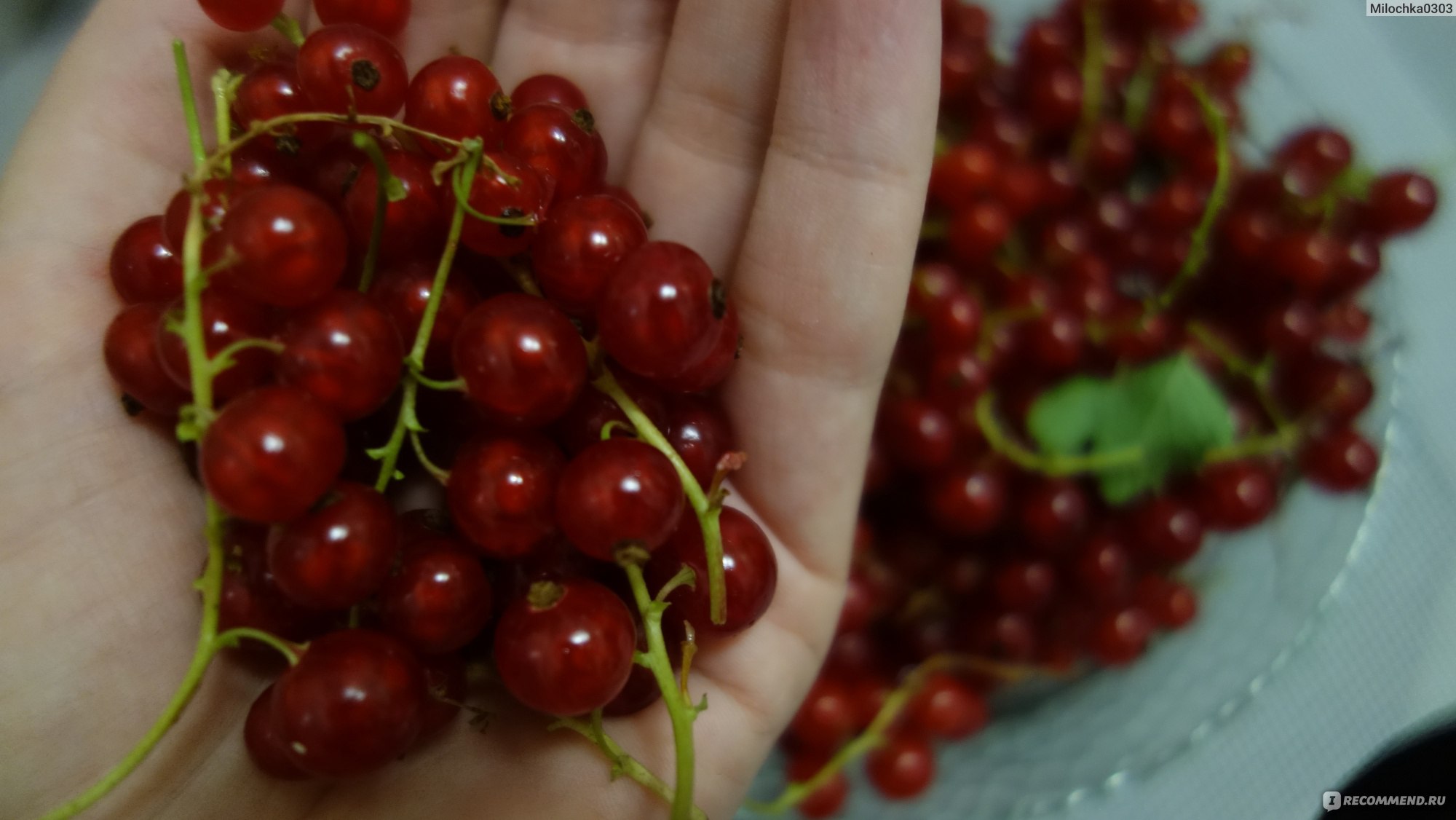 Ягода Смородина Красная - «Она такая яркая, но кислая на вкус. Как  правильно есть красную смородину, что бы не разочароваться. Вкусные смузи  для детей и взрослых!» | отзывы