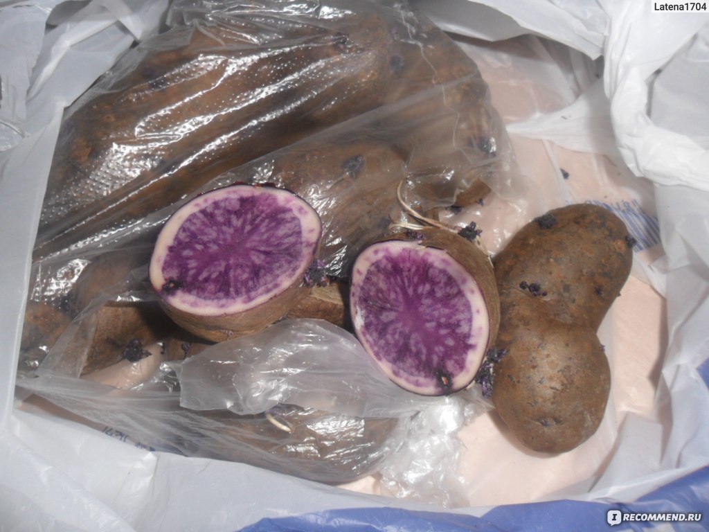 Картофель Салблю (Solanum tuberosum Salblue) - «Опыт выращиванияфиолетового картофеля в Западной Сибири. Как приготовить, чтобы сохранитькрасивый цвет. Обновление отзыва в 2022 году. »