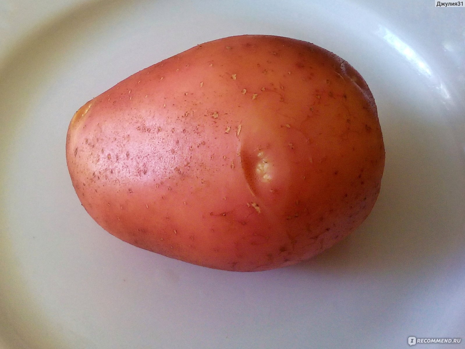 Картофель сорт Беллароза (Bellarosa) ранний розовый с белой мякотью - «Картофельсорта Беллароза: достоинства, недостатки, особенности. Отзыв не профи. Опытвыращивания в ЦФО»
