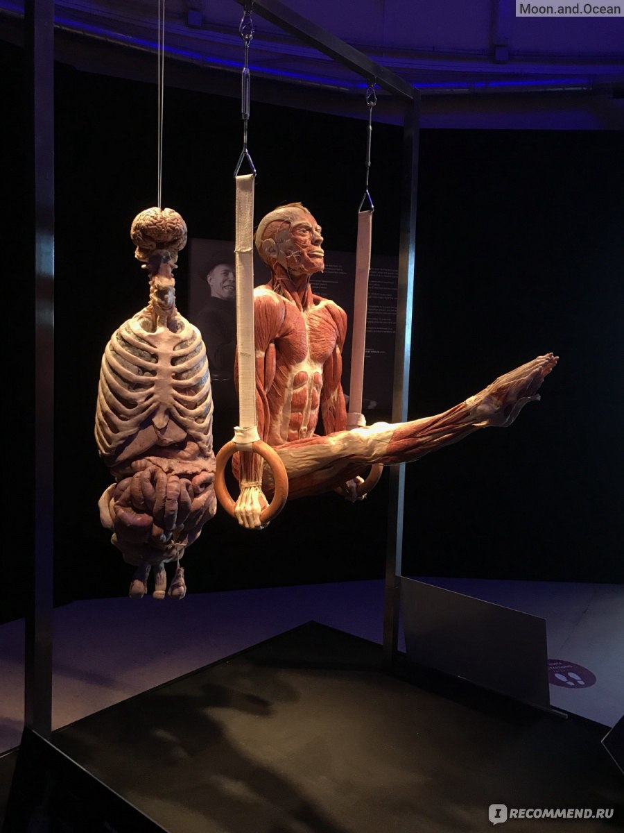 Body Worlds, Мир тела, Москва фото