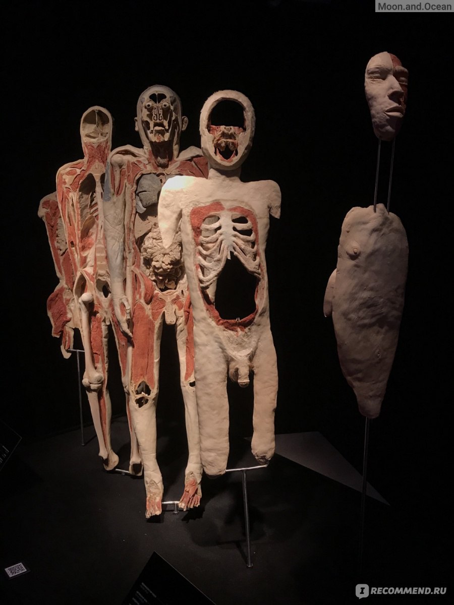 Body Worlds, Мир тела, Москва фото