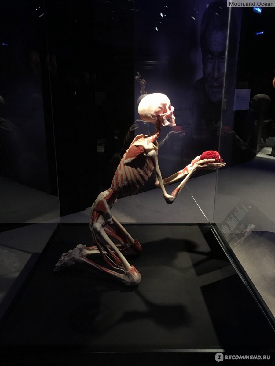 Body Worlds, Мир тела, Москва фото