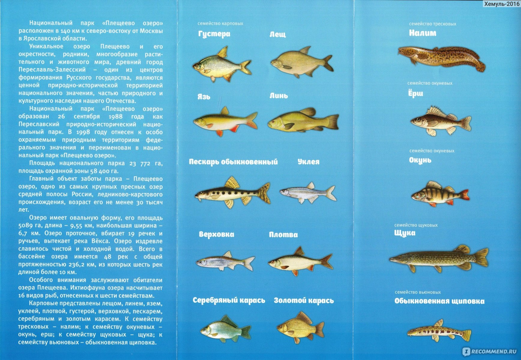 рыба в енисее виды названия и фото
