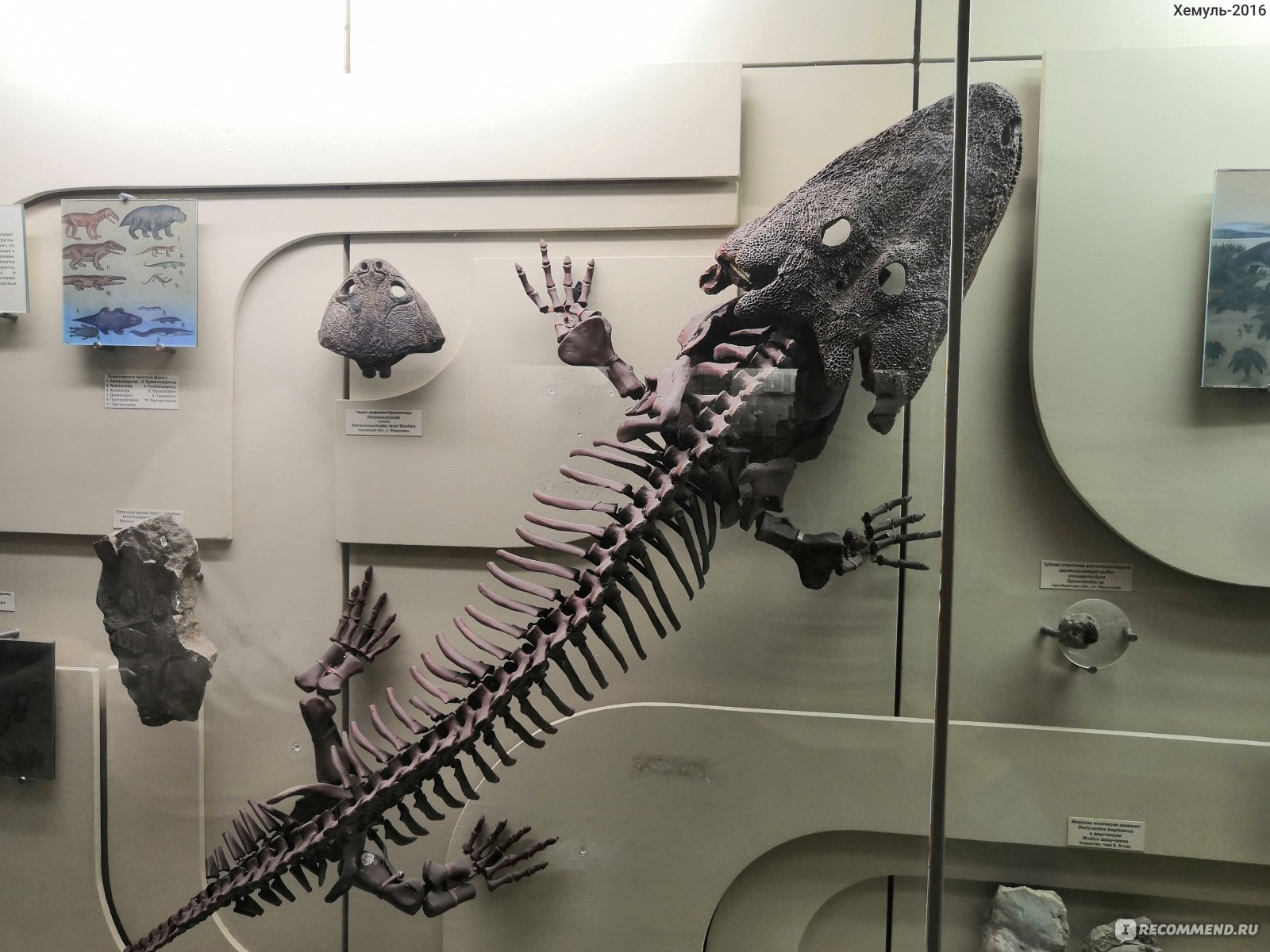 палеонтологический музей экспонаты