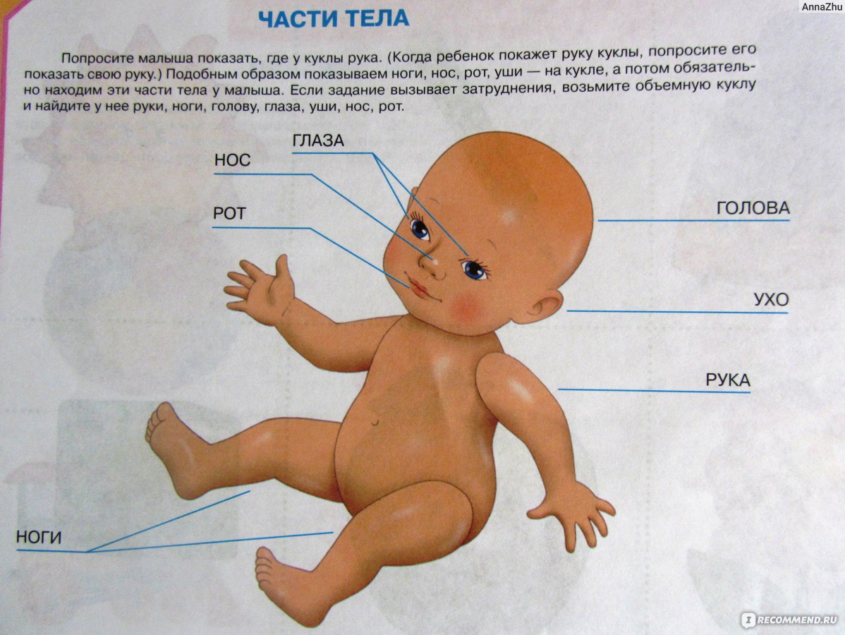 Части тела для малышей в картинках