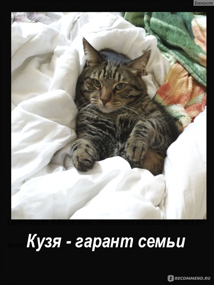 Корм для кошек Whiskas 7+ рагу ягненок фото