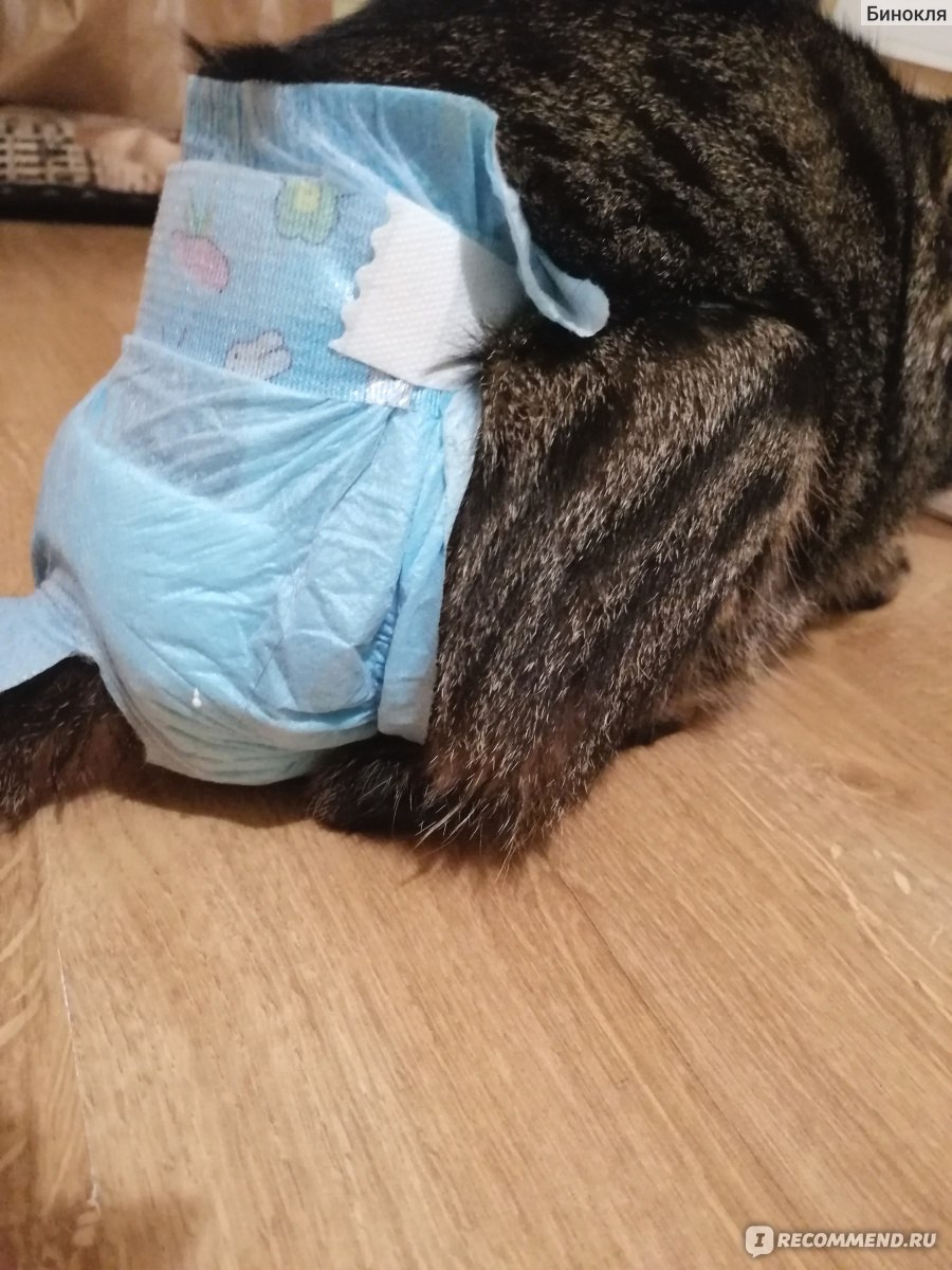 Использование подгузников для кошек