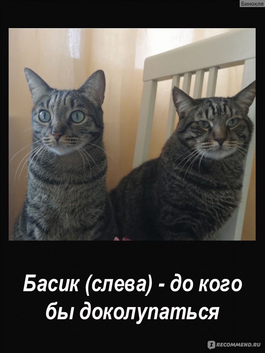 Корм для кошек Whiskas 7+ рагу ягненок фото