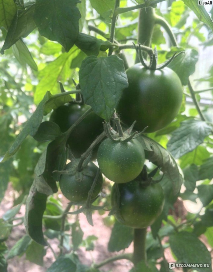 Семена томатов Гавриш Виагра - «Прикольный овощ»