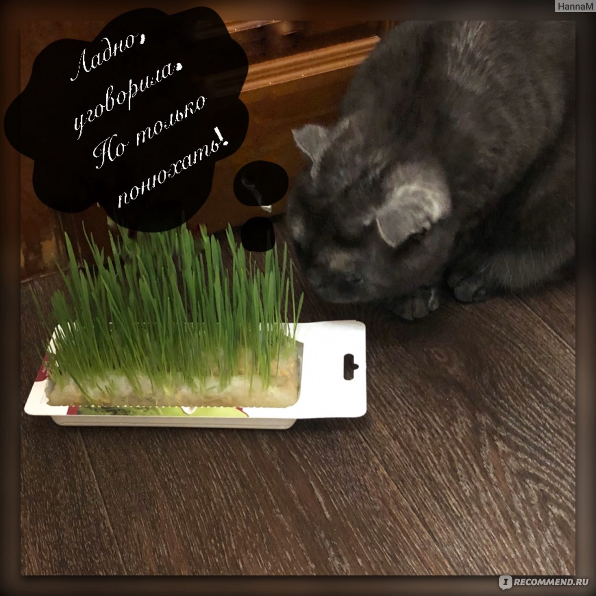 Сеем траву для кошек