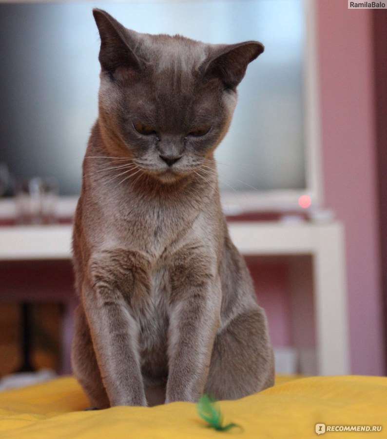 Европейская бурманская кошка - «Верный друг и помощник нашего дома.» |  отзывы