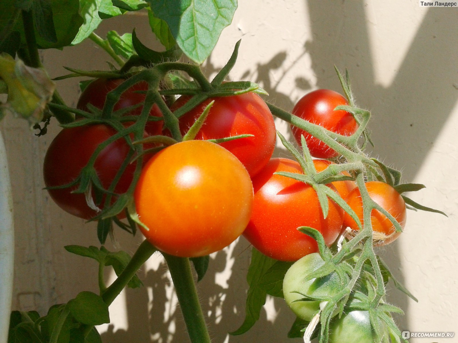 Фото ранних сортов помидор. Томат белый налив 241. Сорт томатов белый налив. Сорт помидор белый налив. Семена томат белый налив.