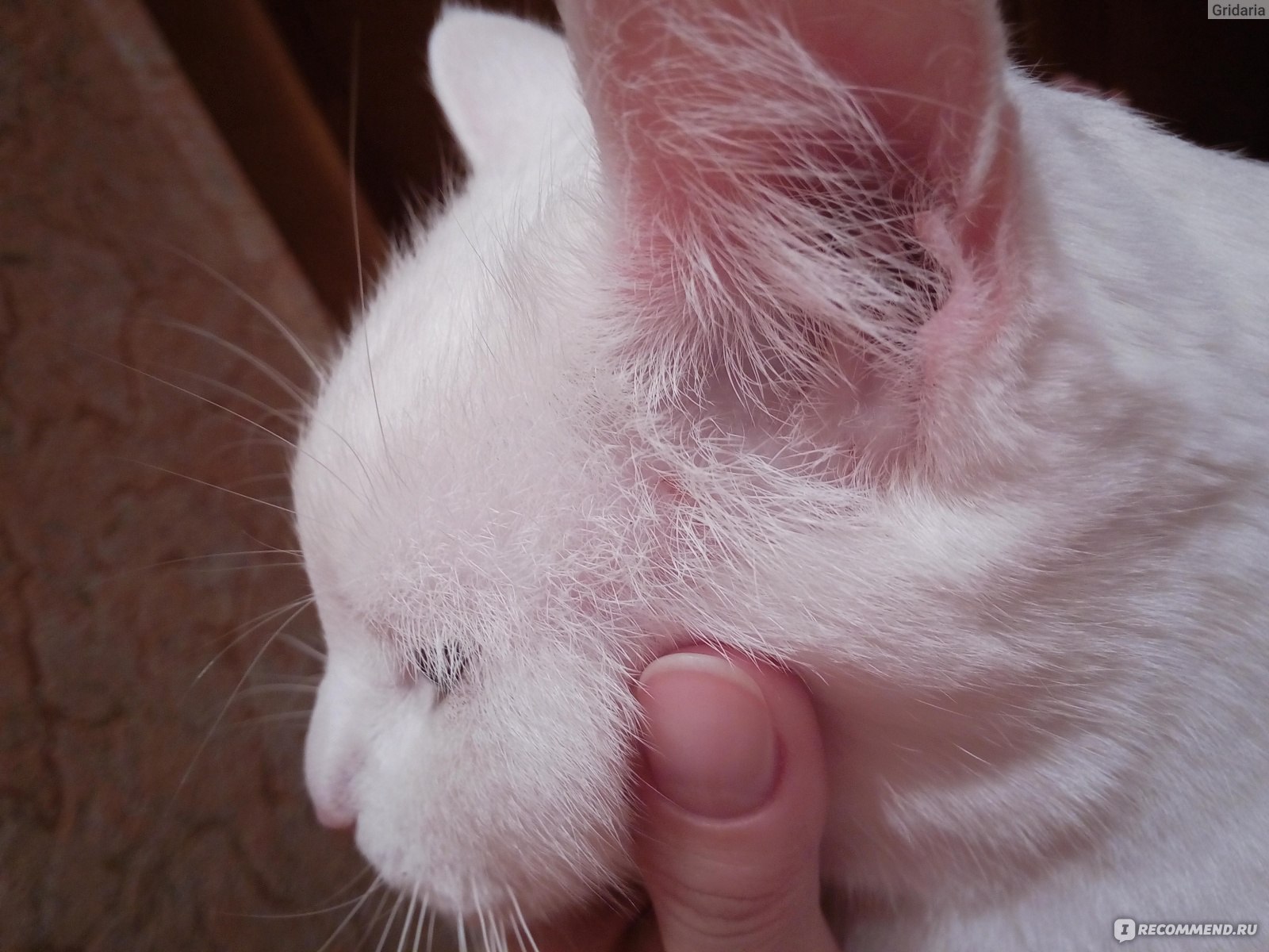 PURINA ONE для стерилизованных кошек и котов - «Вызвал аллергию» | отзывы