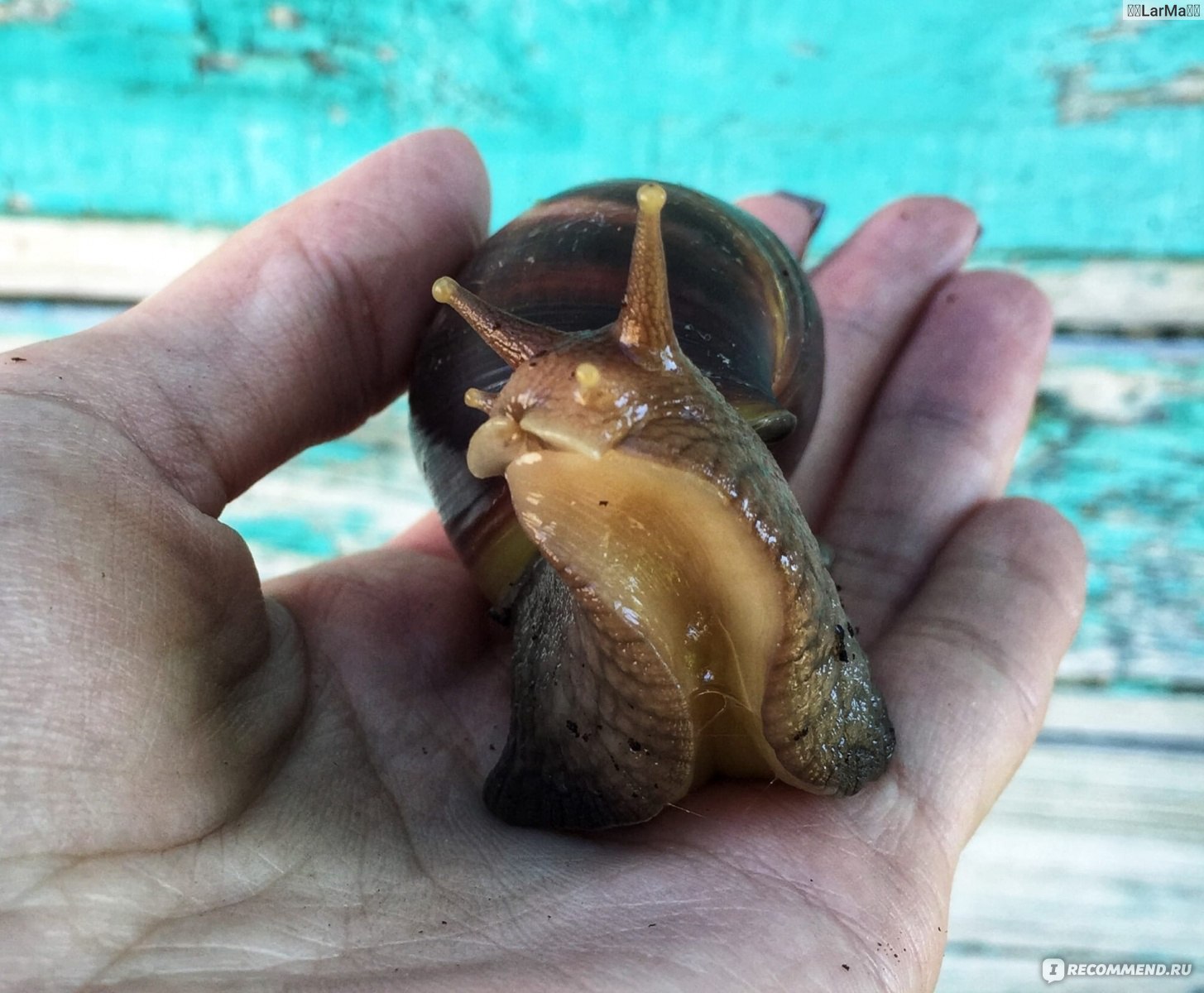Улитка ахатина – настоящий гигант среди сухопутных моллюсков