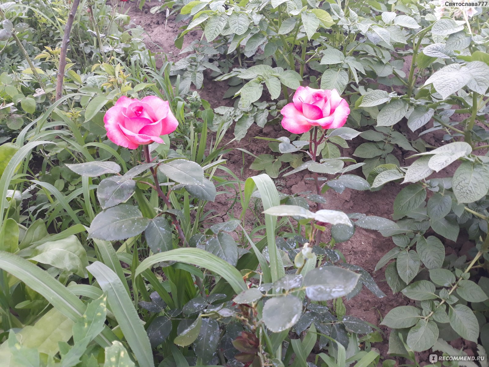 undercover роза эквадор