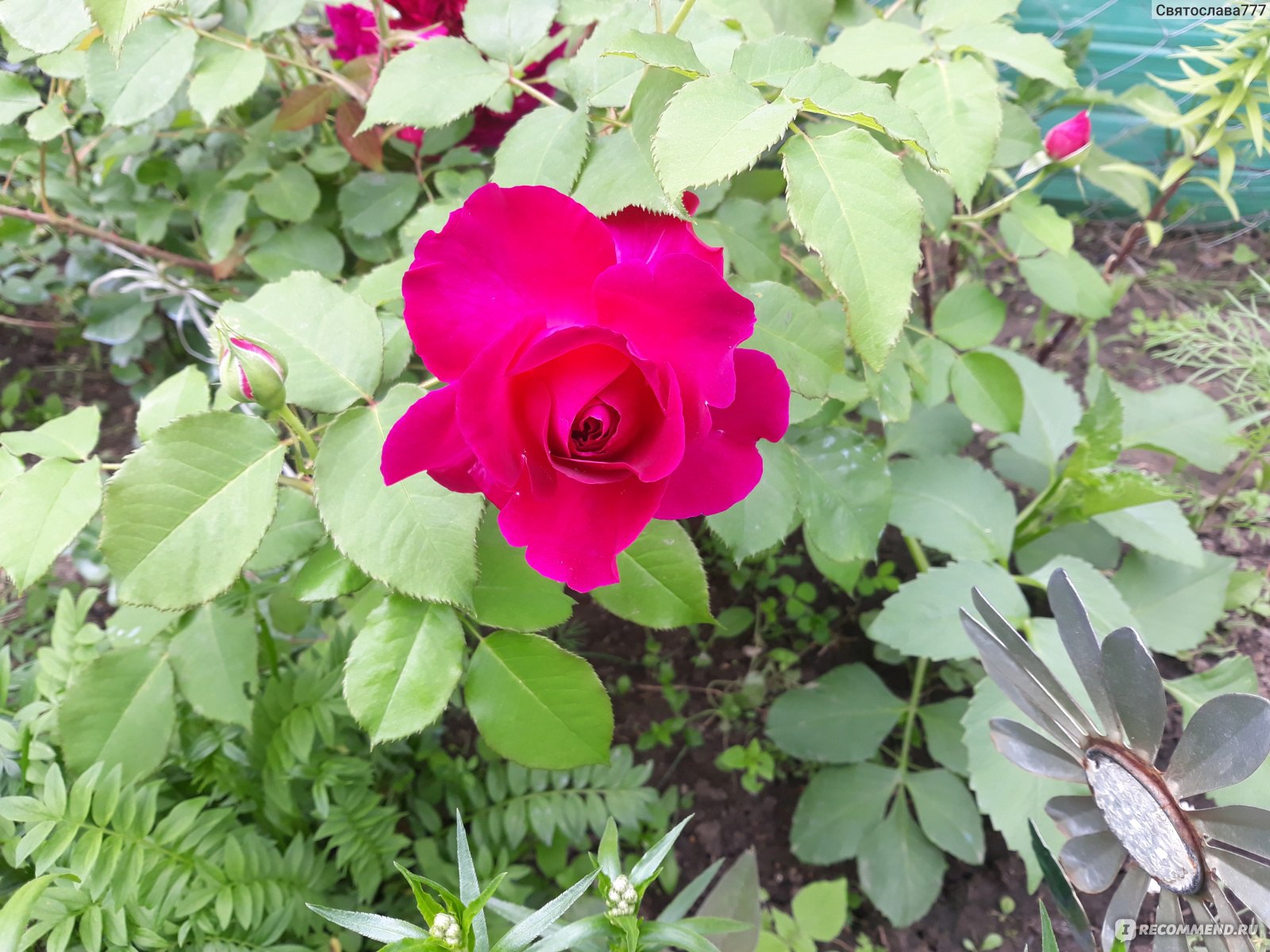 William III роза