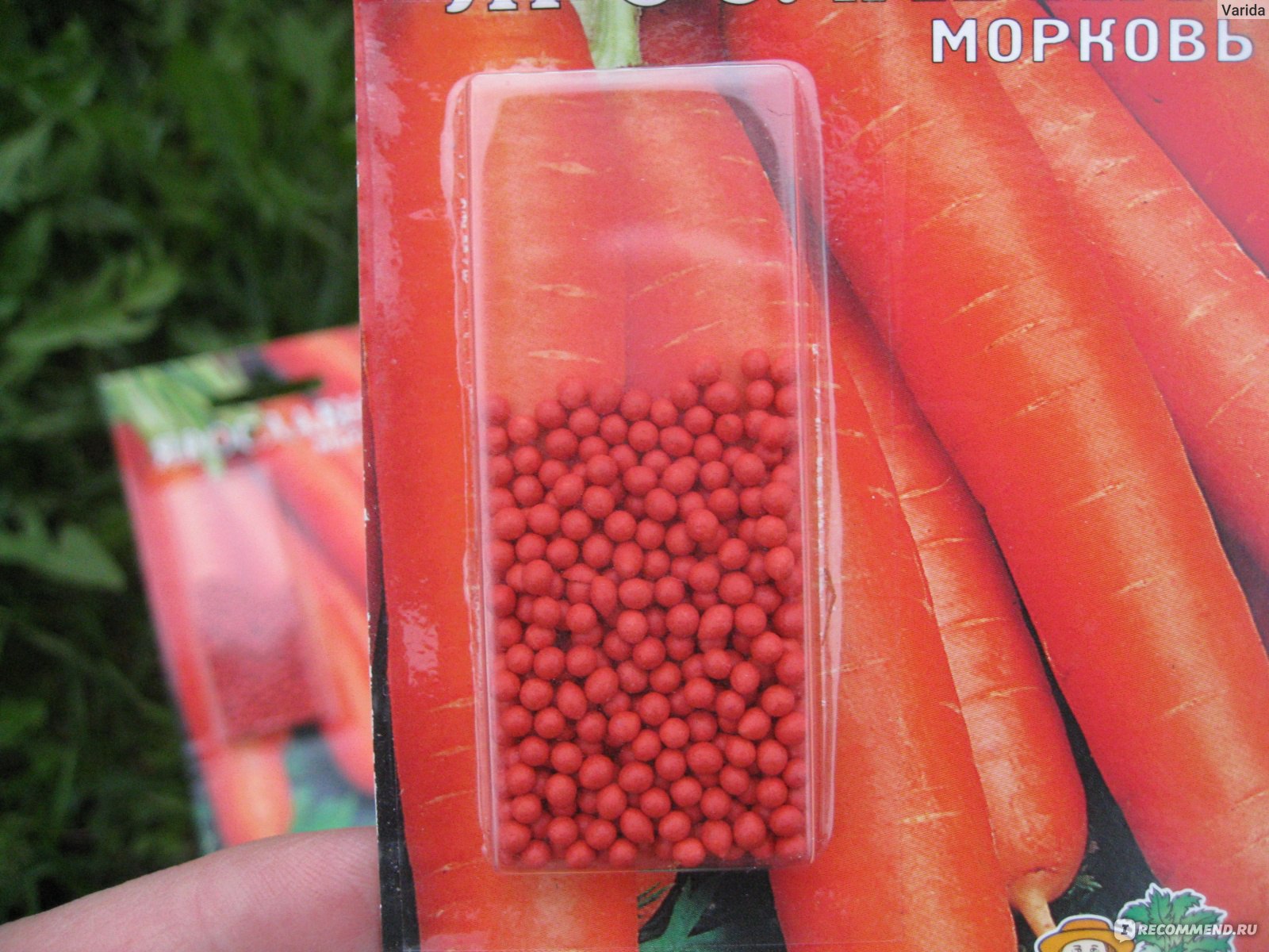 Морковь Ярославна: описание и характеристики сорта, правила посадки и выращивания, отзывы