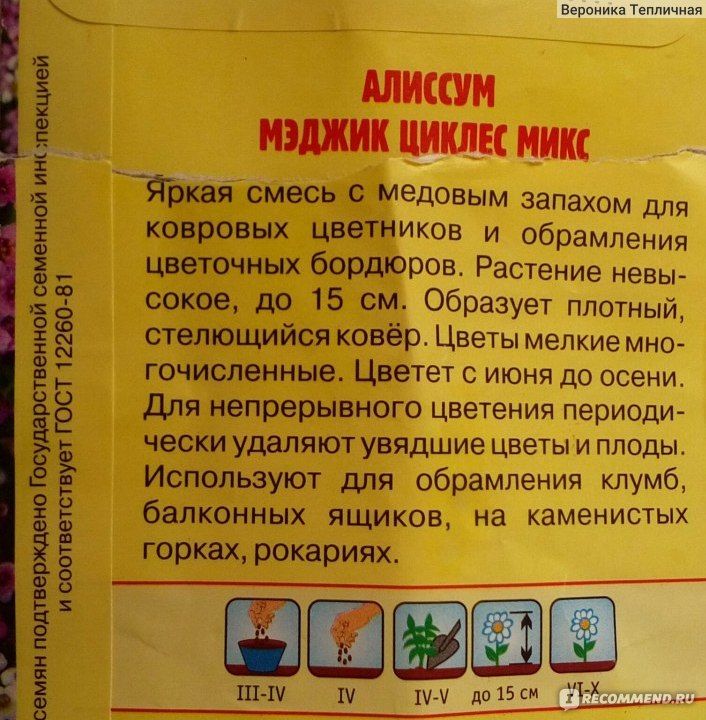 Алиссум мэджик циклес микс фото