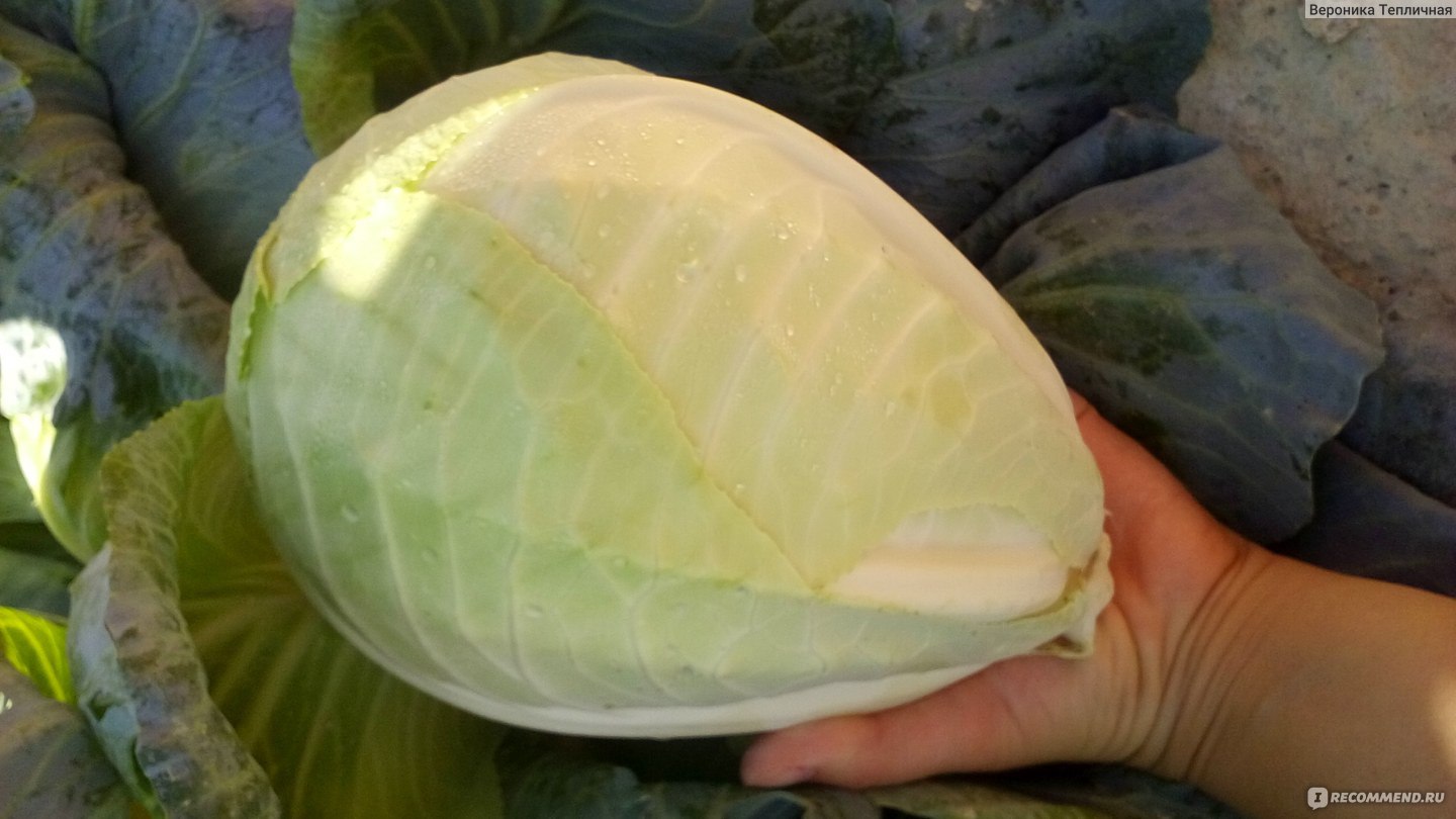 засолочные сорта капусты белокочанной названия с фото