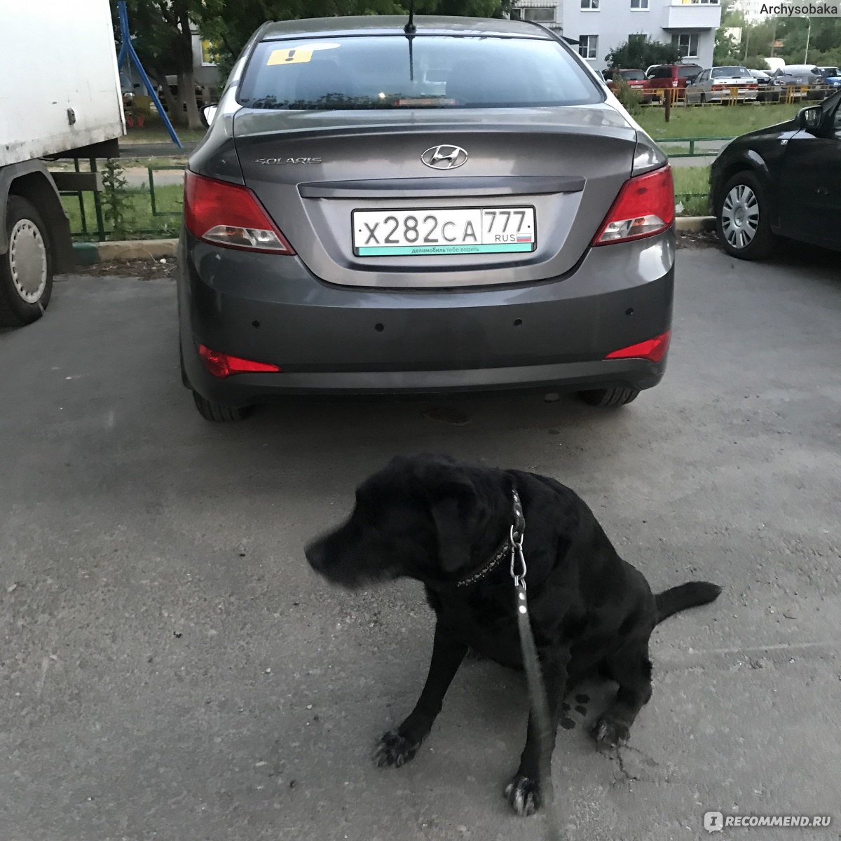 Пёс мой) кстати, животных можно возить в Делимобиле, но только в переносках) Поэтому мой домашний зверь останется дома))