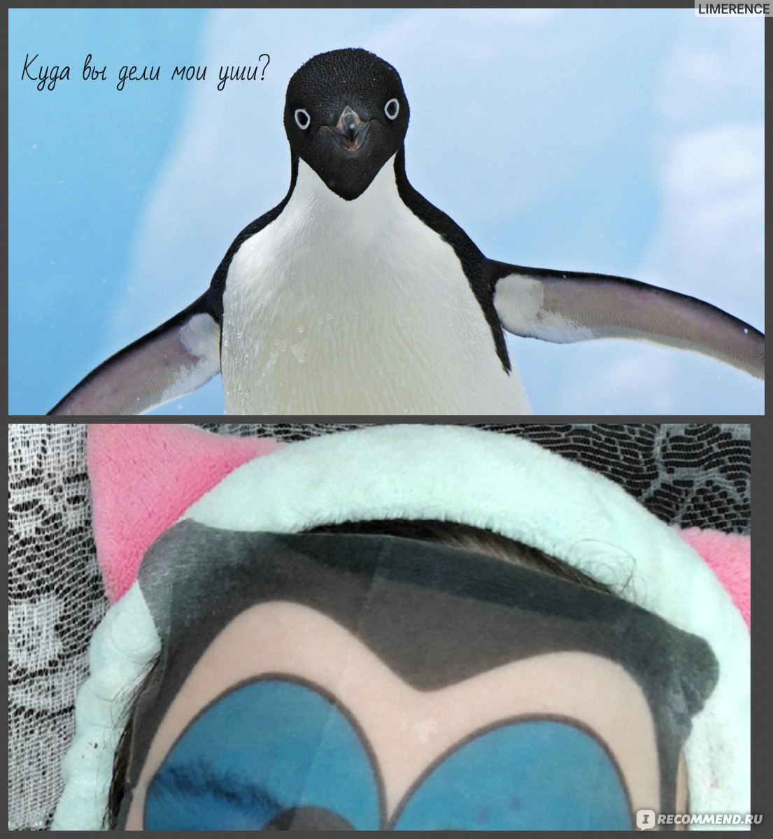 Колени у пингвинов фото