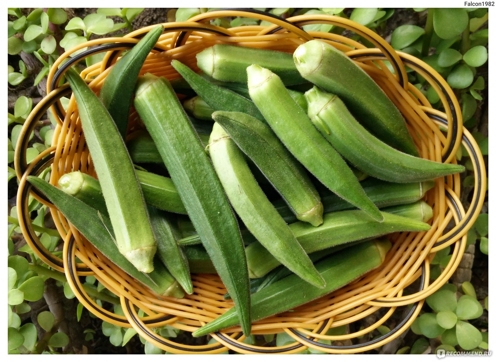 Овощи Окра (Бамия) - «Экзотический овощ, который популярен в Азии и на  Ближнем Востоке. Бамия. Она же гомбо. Она же окра. Она же дамские пальчики»  | отзывы