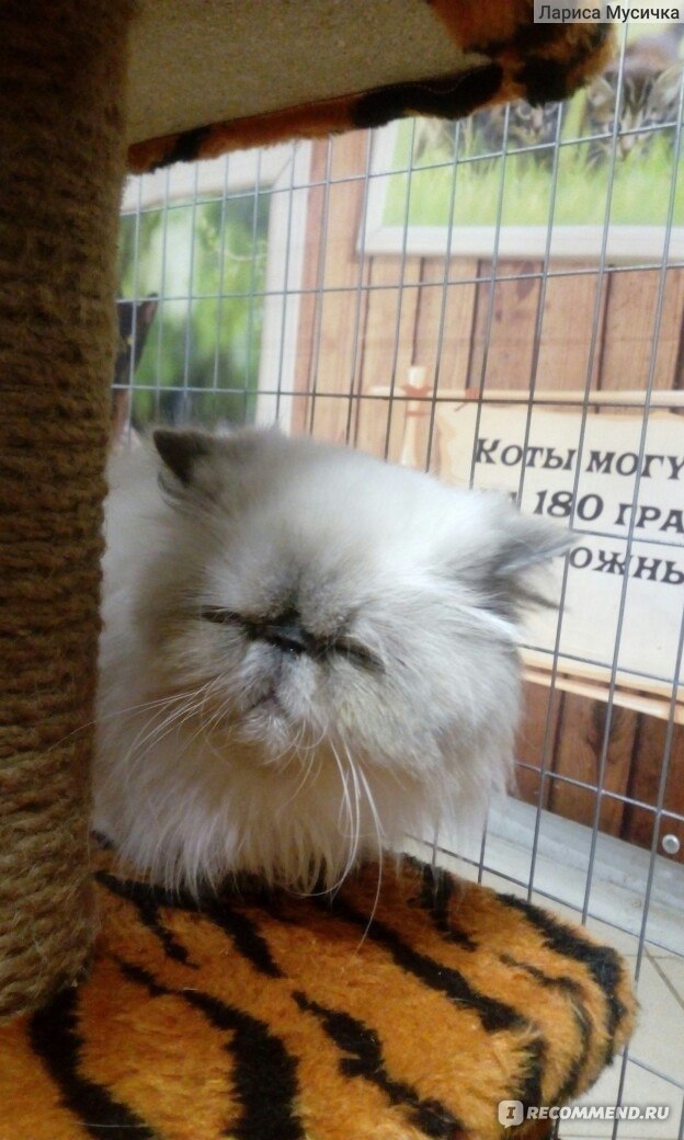 Выставка кошек "Федерация кошек", Белгород фото