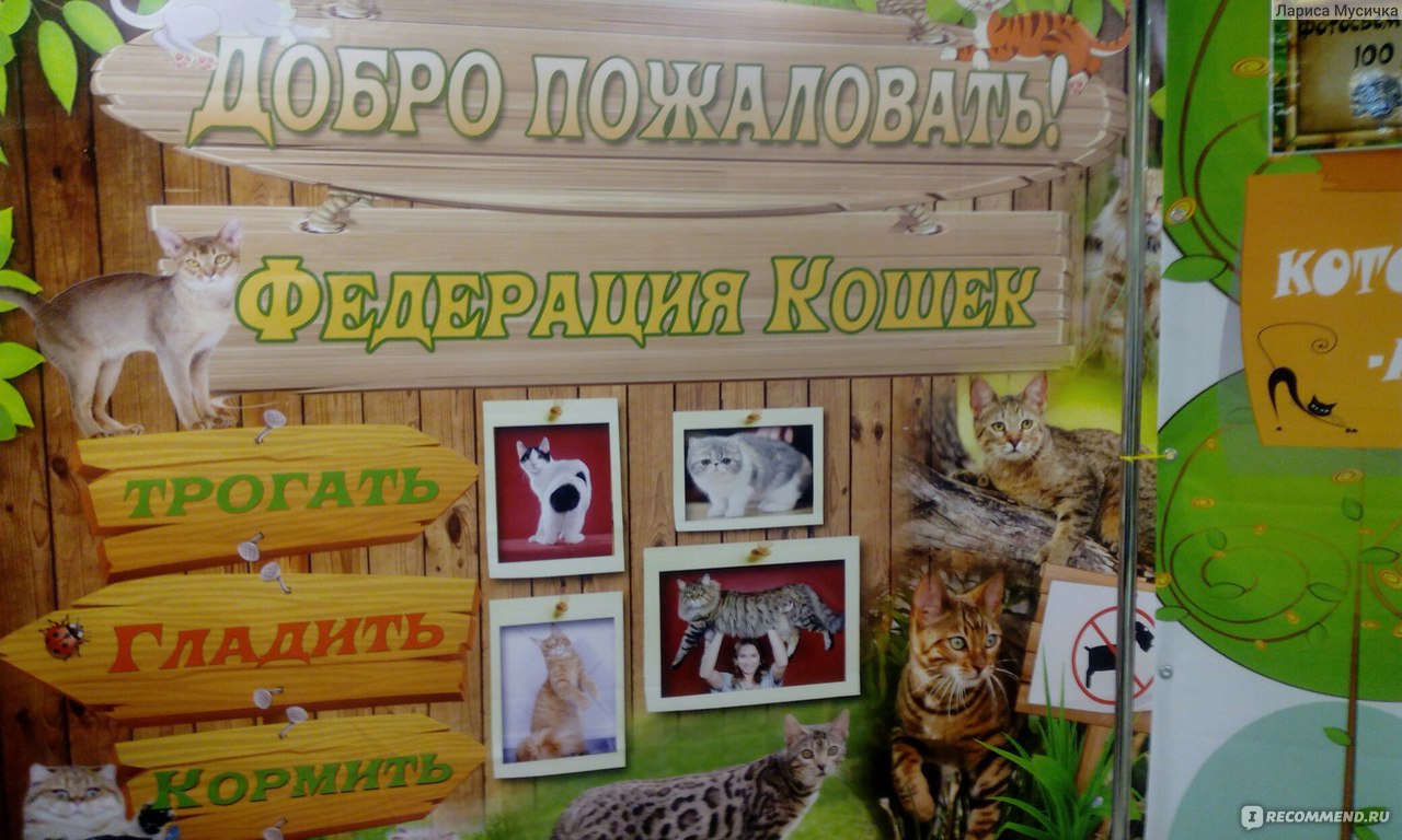 Выставка кошек "Федерация кошек", Белгород фото