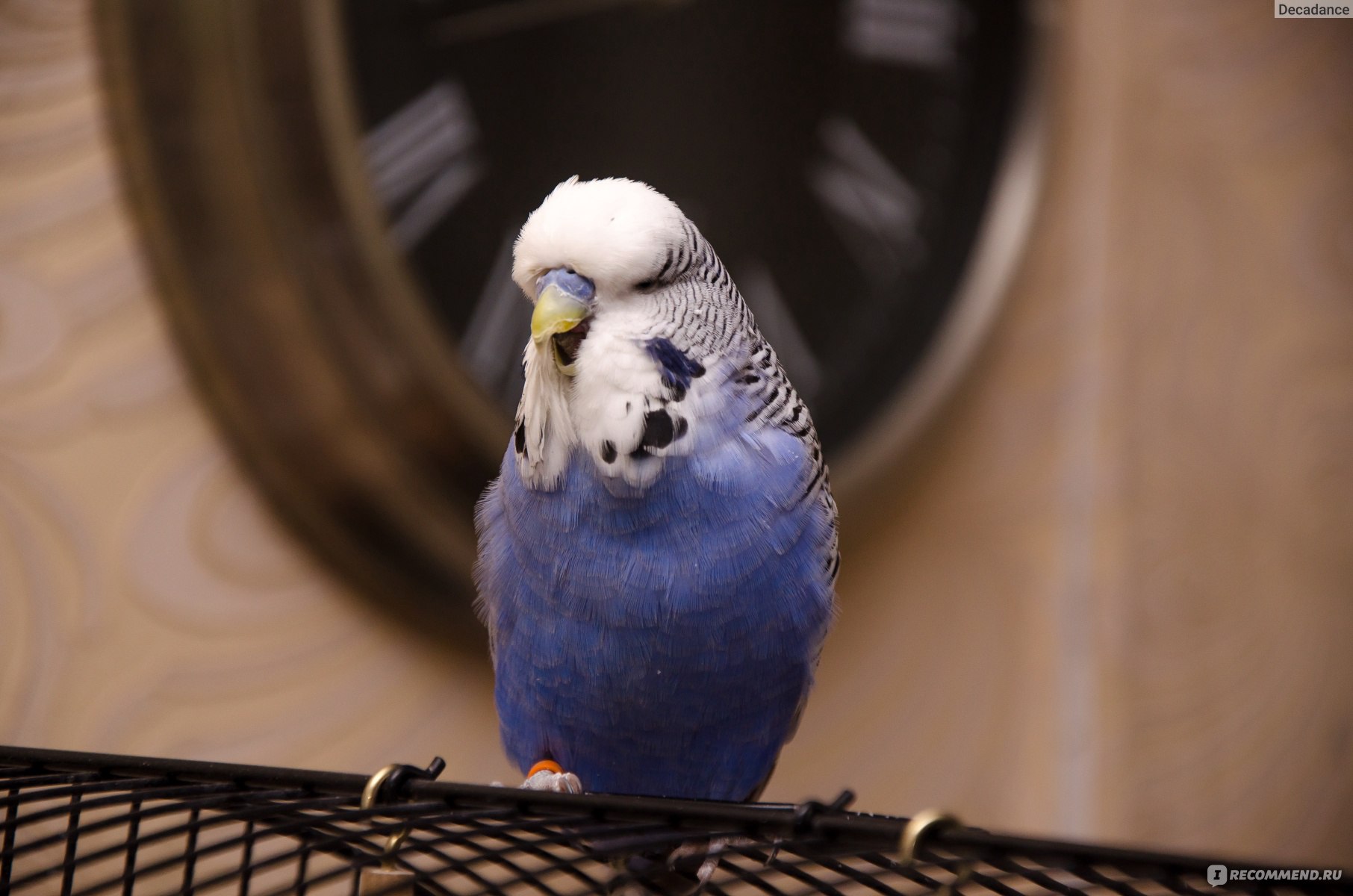 Чешский попугай фото отличие от волнистого