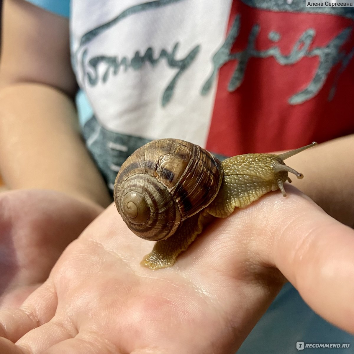 Виноградная улитка - «🐌 Виноградная улитка это не только 25 грамм  диетического мяса, но и весьма прикольный питомец и даже милый друг. 🥰» |  отзывы