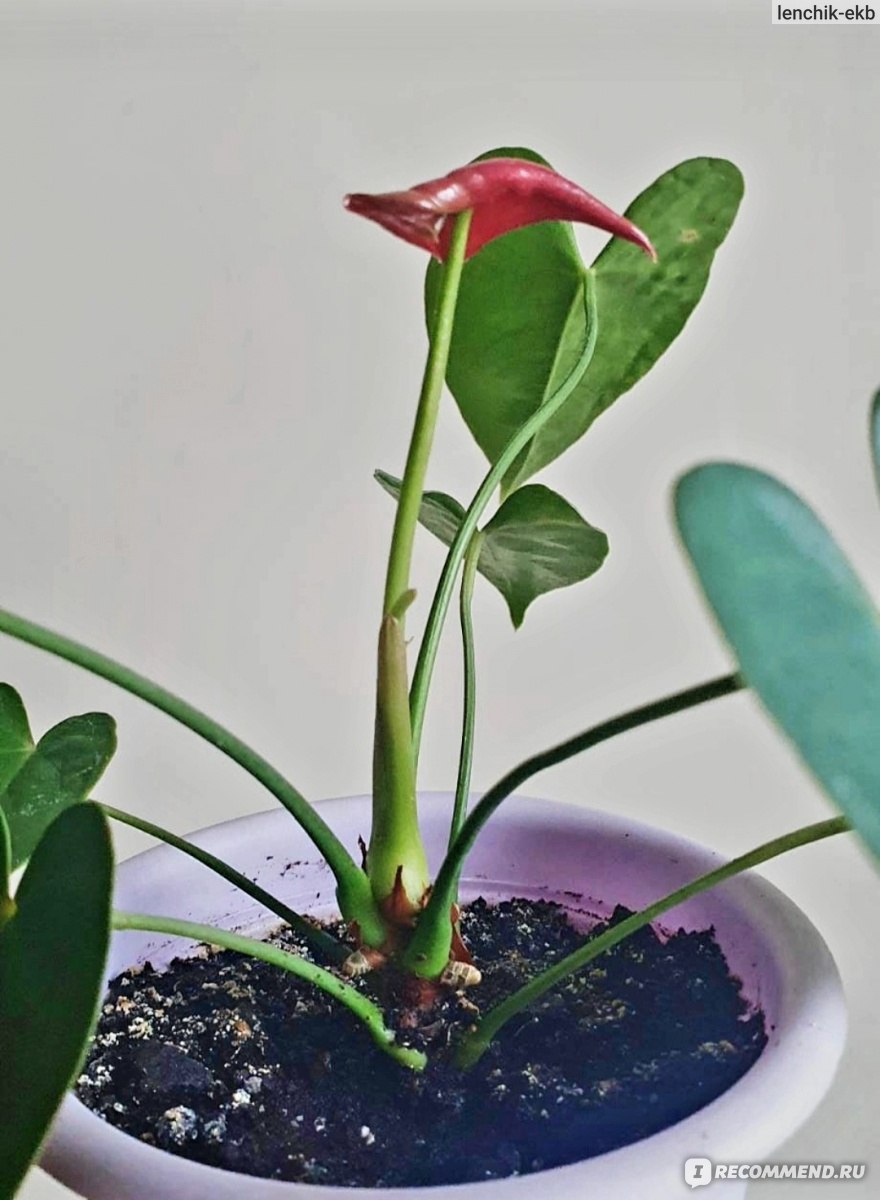 Почему не цветет антуриум в домашних условиях и как заставить цвести?