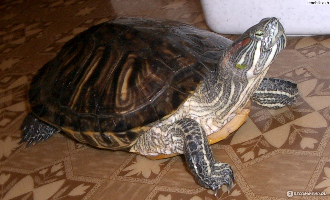Красноухая черепаха: описание и фото. Как выглядит рептилия?