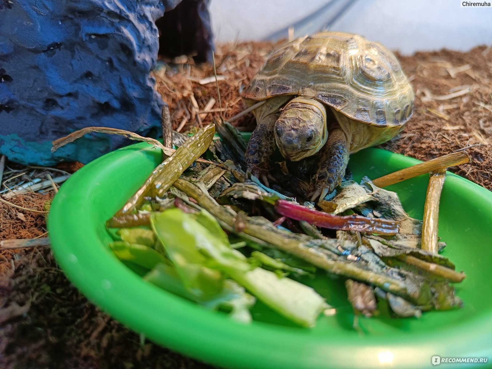 Среднеазиатская черепаха или степная черепаха - Testudo (Agrionemys)  horsfieldii - «Идеальный питомец» | отзывы