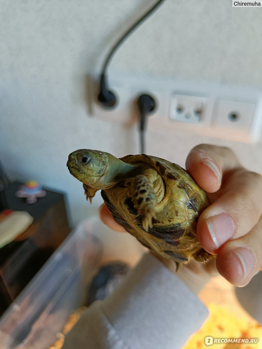 Среднеазиатская черепаха или степная черепаха - Testudo (Agrionemys)  horsfieldii - «Идеальный питомец» | отзывы