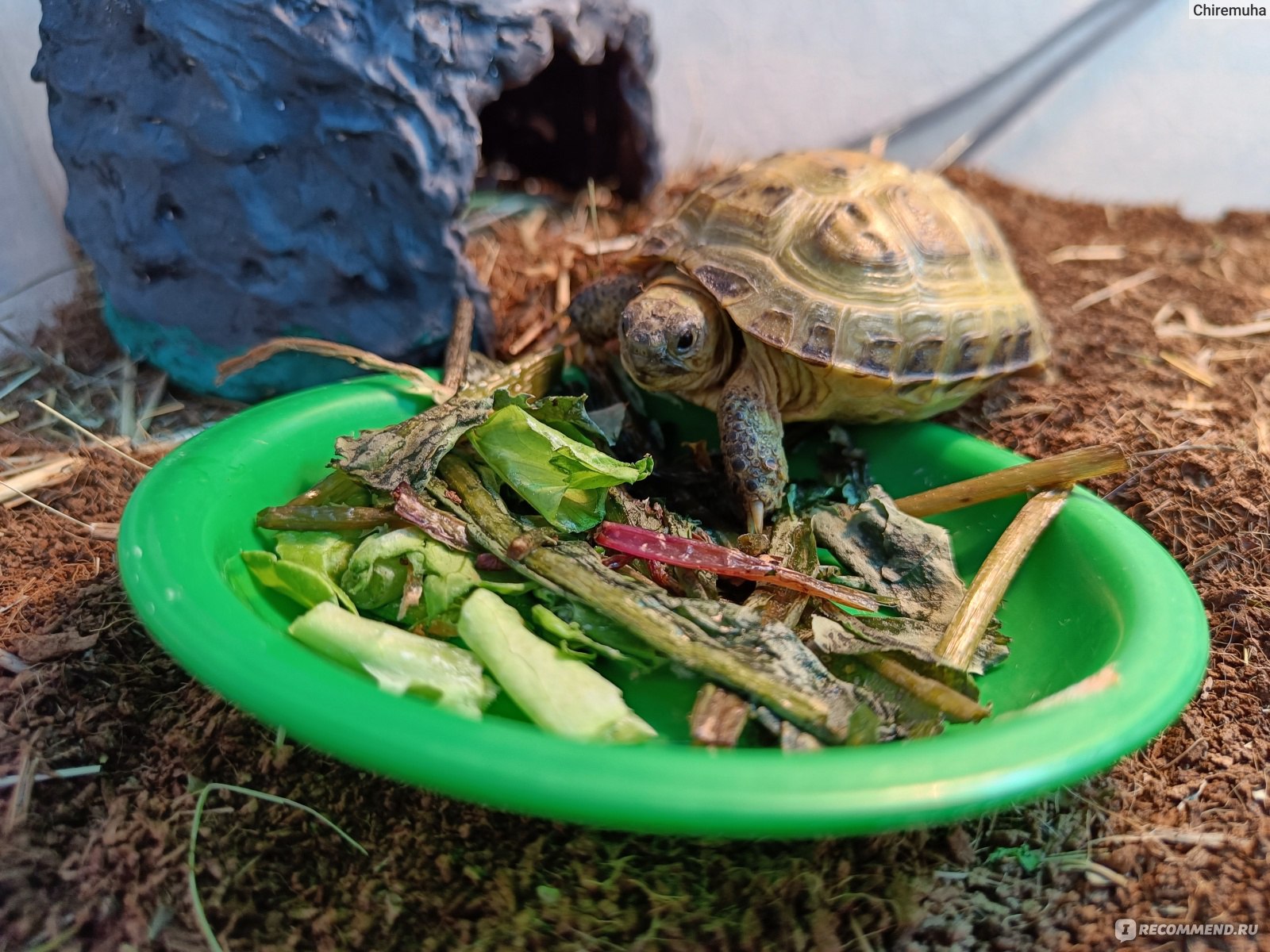 Среднеазиатская черепаха или степная черепаха - Testudo (Agrionemys)  horsfieldii - «Идеальный питомец» | отзывы