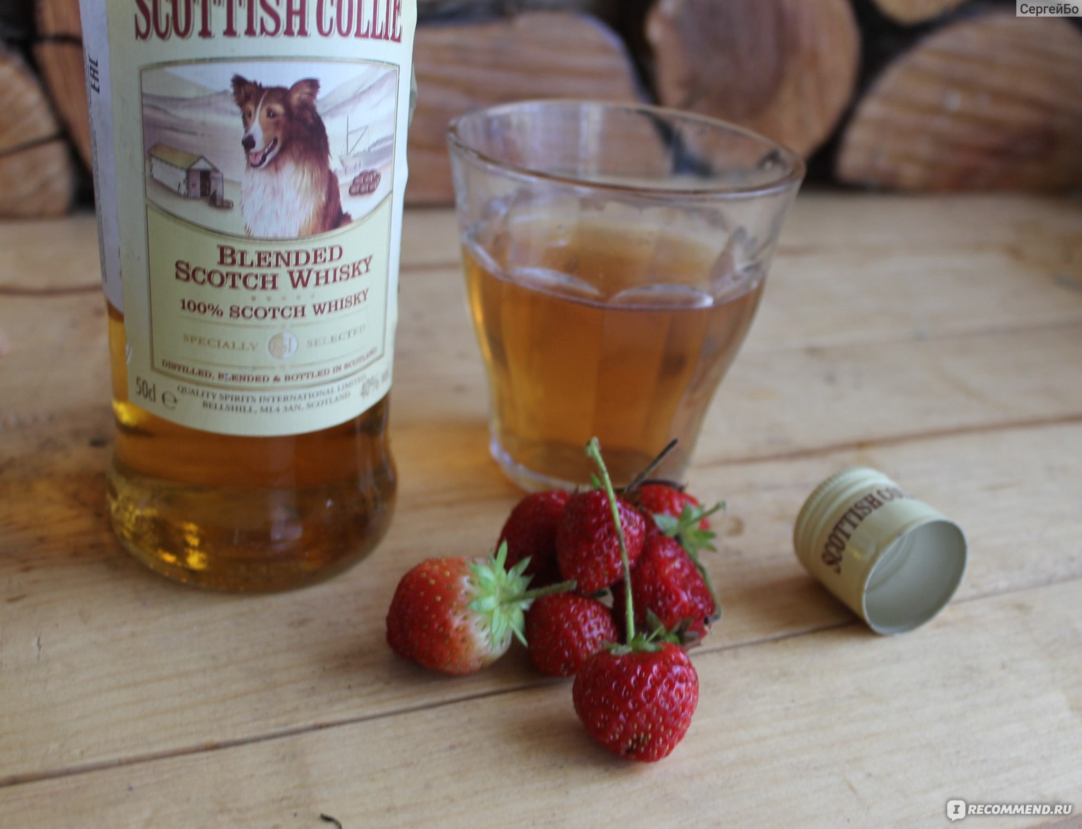 Виски Scottish Collie  фото