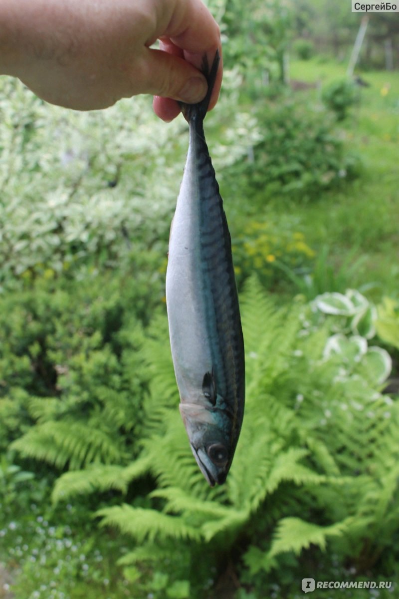 Рыба ротан — полезные свойства и возможный вред. Фото и описание