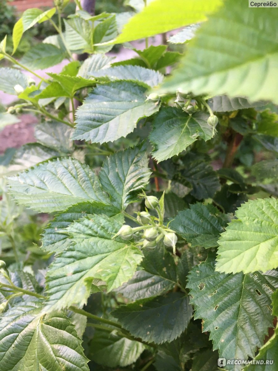 Ежевика (Rubus fruticous L.) - «Вкусная и полезная ягода, а самое главное  без червей😁 