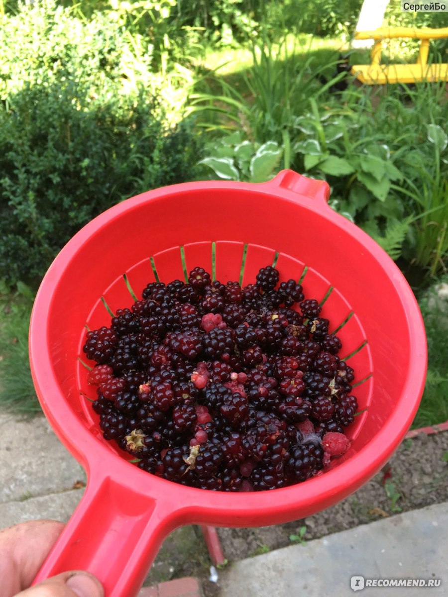 Ежевика (Rubus fruticous L.) - «Вкусная и полезная ягода, а самое главное  без червей😁 