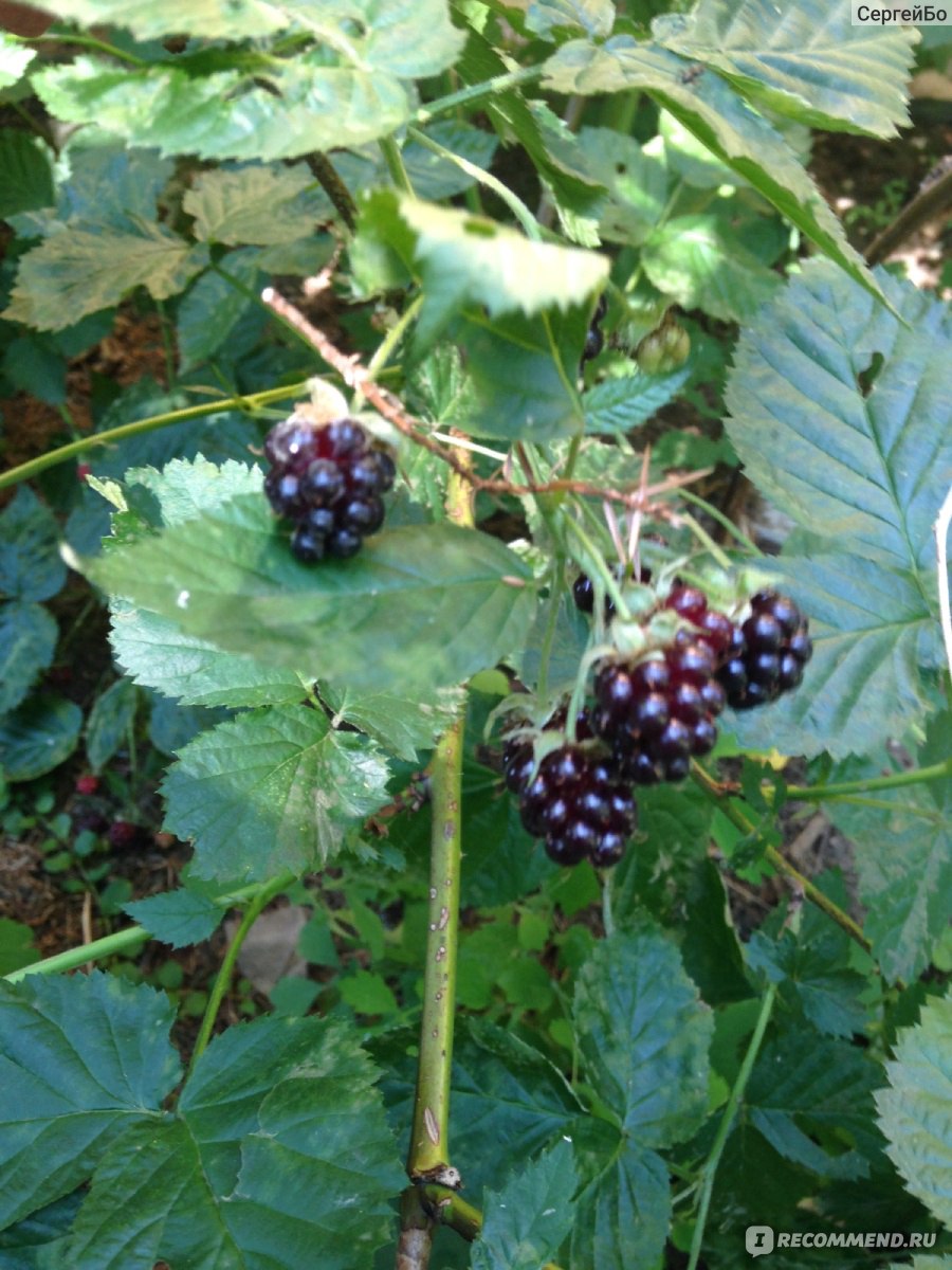 Ежевика (Rubus fruticous L.) - «Вкусная и полезная ягода, а самое главное  без червей😁 