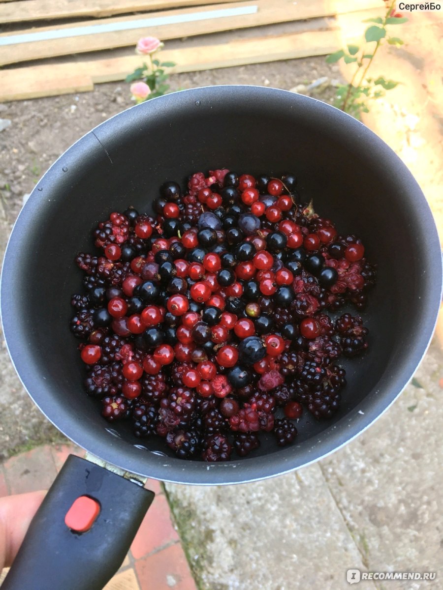 Ежевика (Rubus fruticous L.) - «Вкусная и полезная ягода, а самое главное  без червей😁 