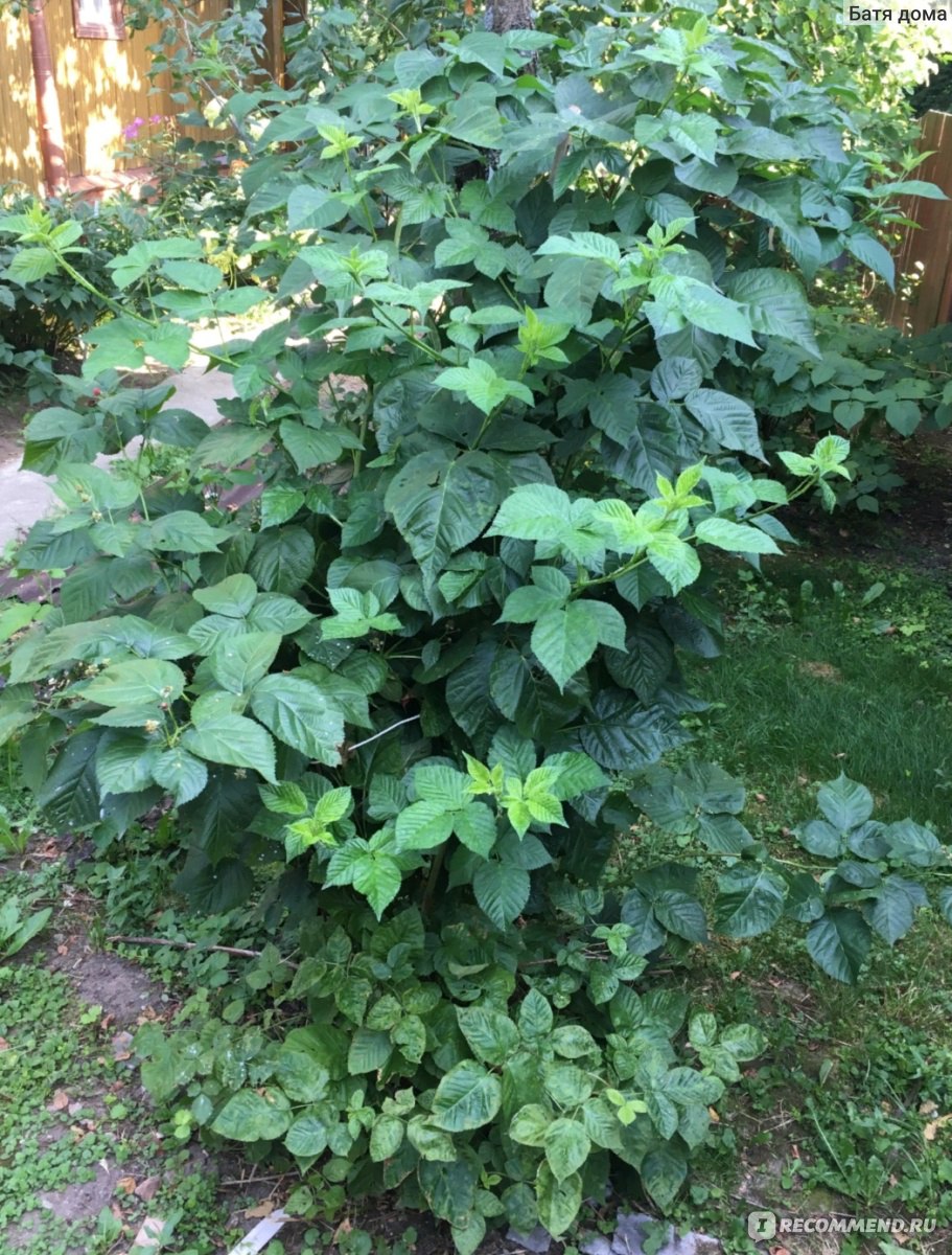 Ежевика (Rubus fruticous L.) - «Вкусная и полезная ягода, а самое главное  без червей😁 