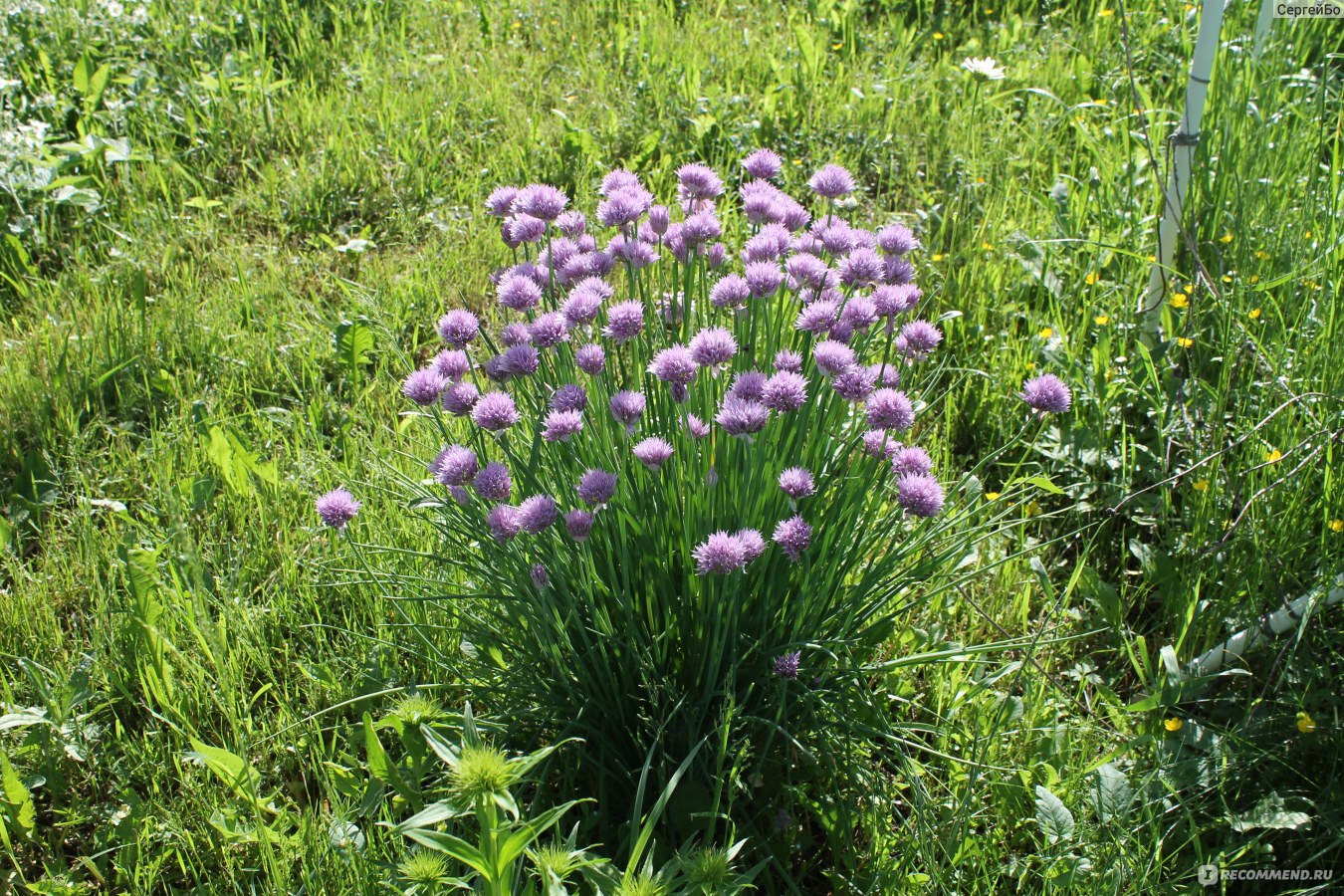 Лук-слизун, Лук поникающий / Allium nutans - «Красиво и полезно» | отзывы