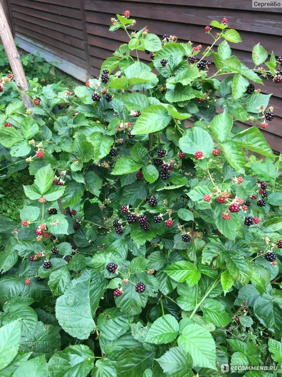 Ежевика (Rubus fruticous L.) - «Вкусная и полезная ягода, а самое главное  без червей😁 