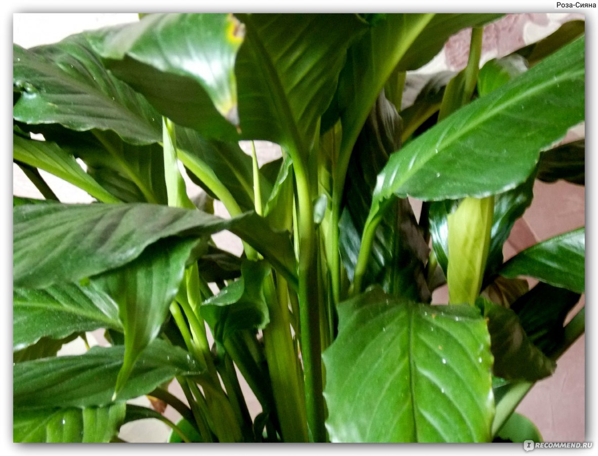 Спатифиллум с широкими листьями название фото