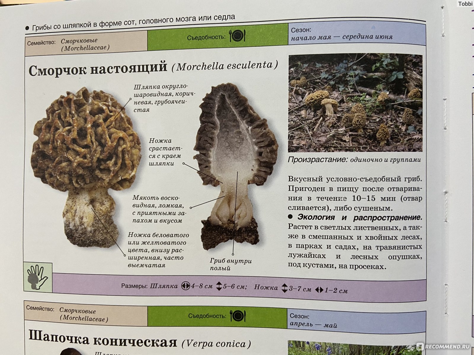 Статья причудливые грибы в атласе определителе