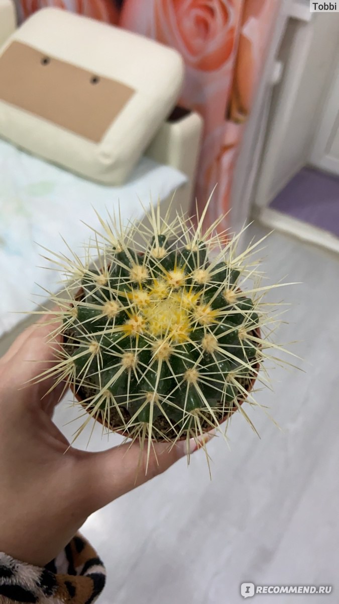 Эхинокактус Грузони (Echinocactus grusonii) - «Эхинокактус. Покупаю второй  раз, первый сгнил. Что ему нравится?» | отзывы