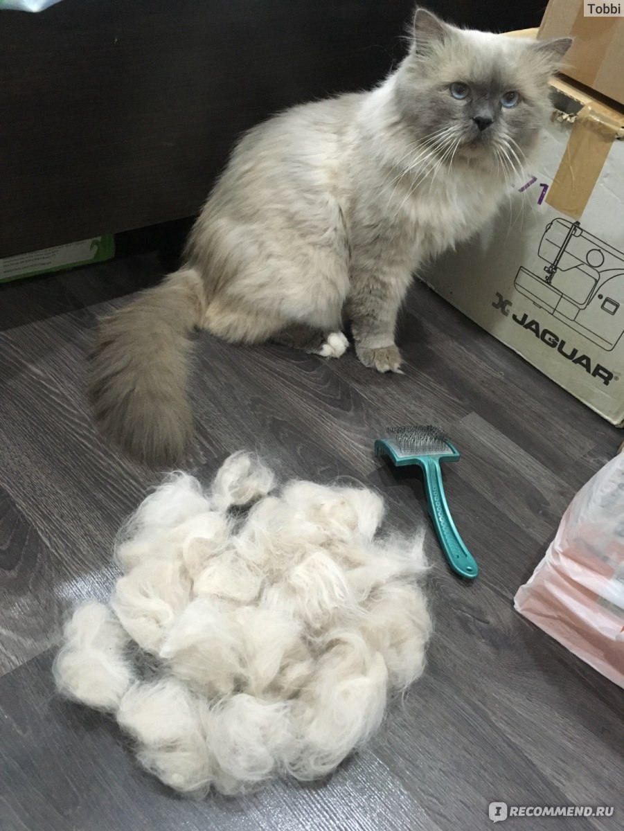 Как подстричь кота невского маскарадного